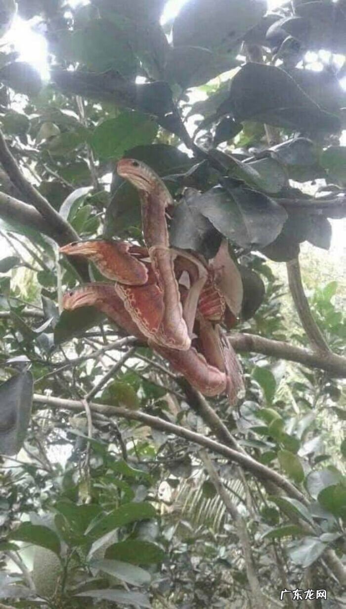 全视之眼 手势 全视之眼图案