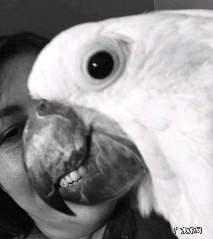 全视之眼 手势 全视之眼图案