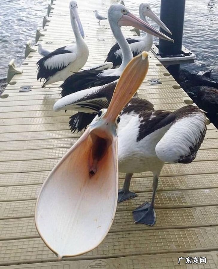 全视之眼 手势 全视之眼图案