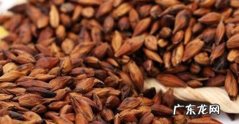 大麦茶的功效和作用及禁忌 大麦茶的功效与禁忌有哪些