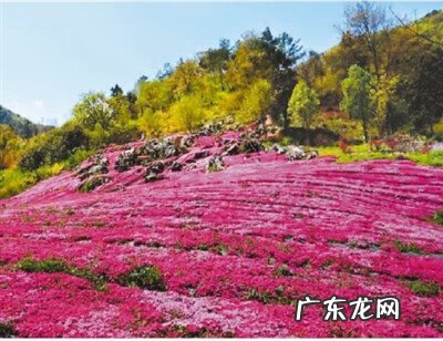 青杠树又叫什么 青杠树的作用是什么