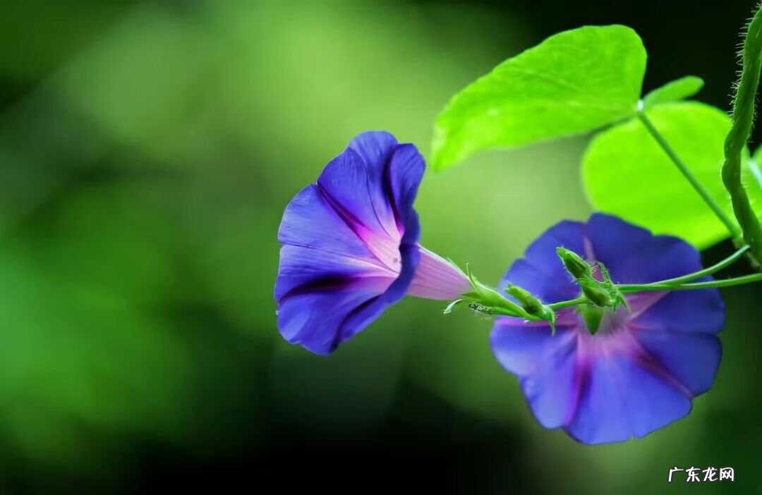 易经风水罗盘布局 易经风水罗盘里心房是指什么意思