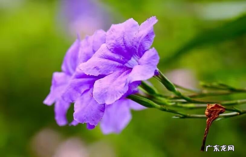 易经风水罗盘布局 易经风水罗盘里心房是指什么意思