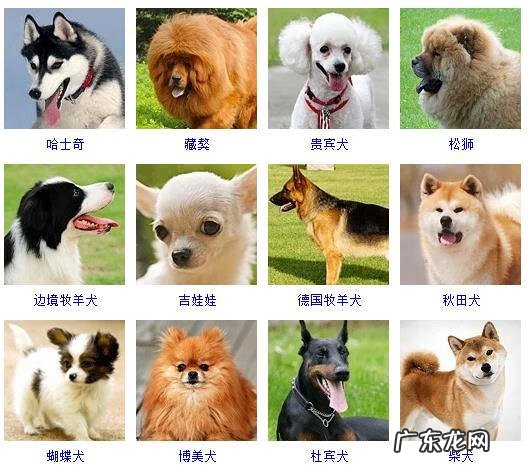 狗的种类有哪些 狗品种有哪些