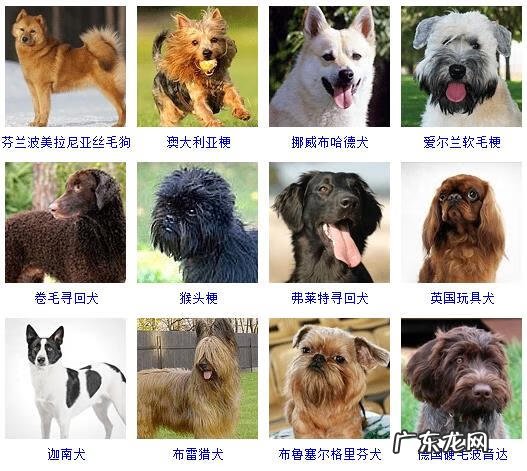 狗的种类有哪些 狗品种有哪些