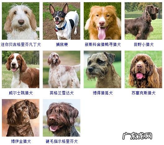 狗的种类有哪些 狗品种有哪些