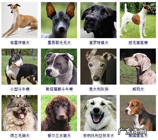 狗的种类有哪些 狗品种有哪些