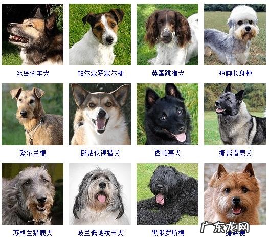 狗的种类有哪些 狗品种有哪些