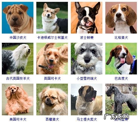 狗的种类有哪些 狗品种有哪些