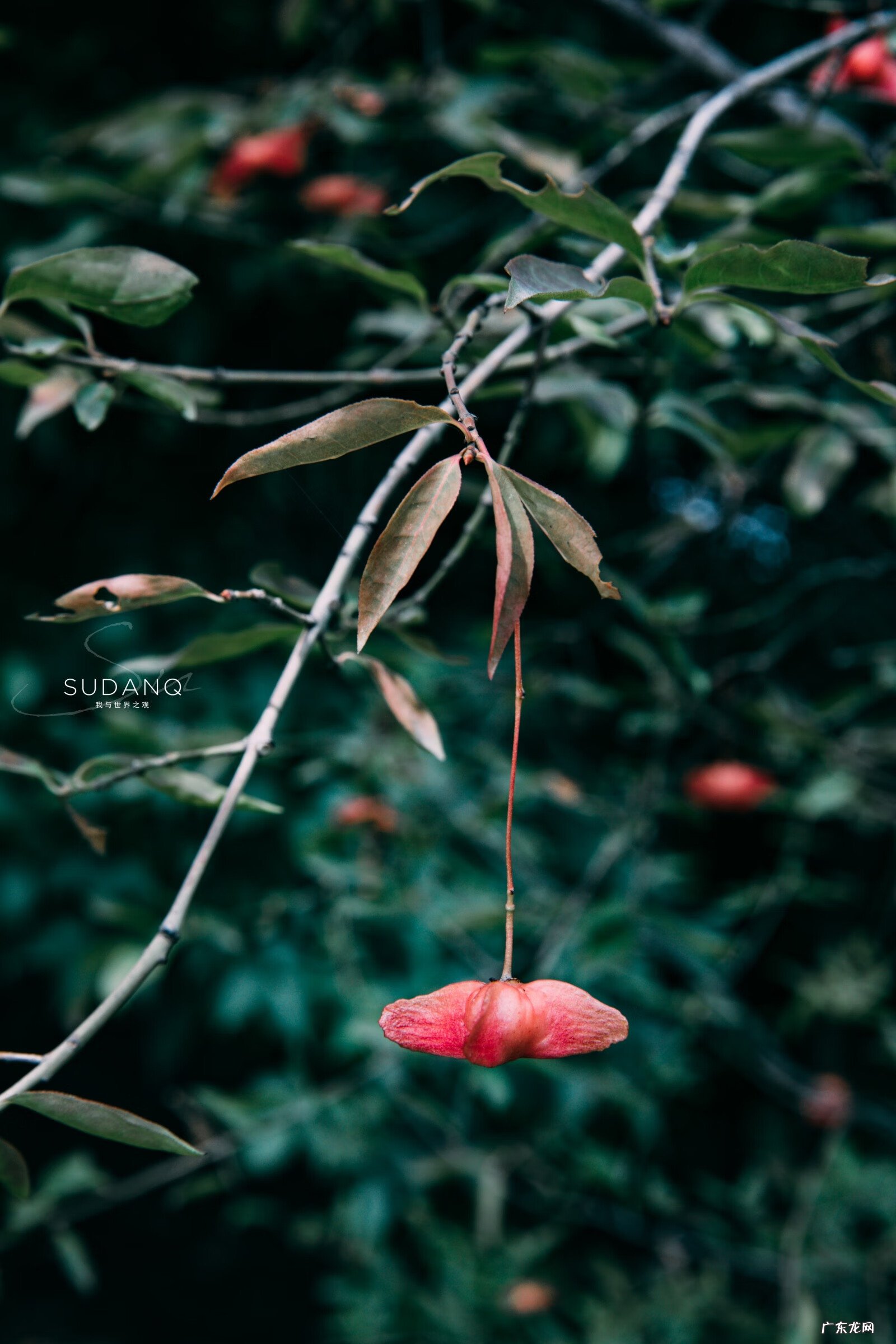 秦岭风水龙脉 秦岭的风水