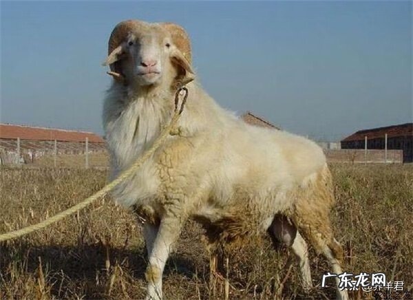 羊舍在什么位置风水好 羊场选址风水