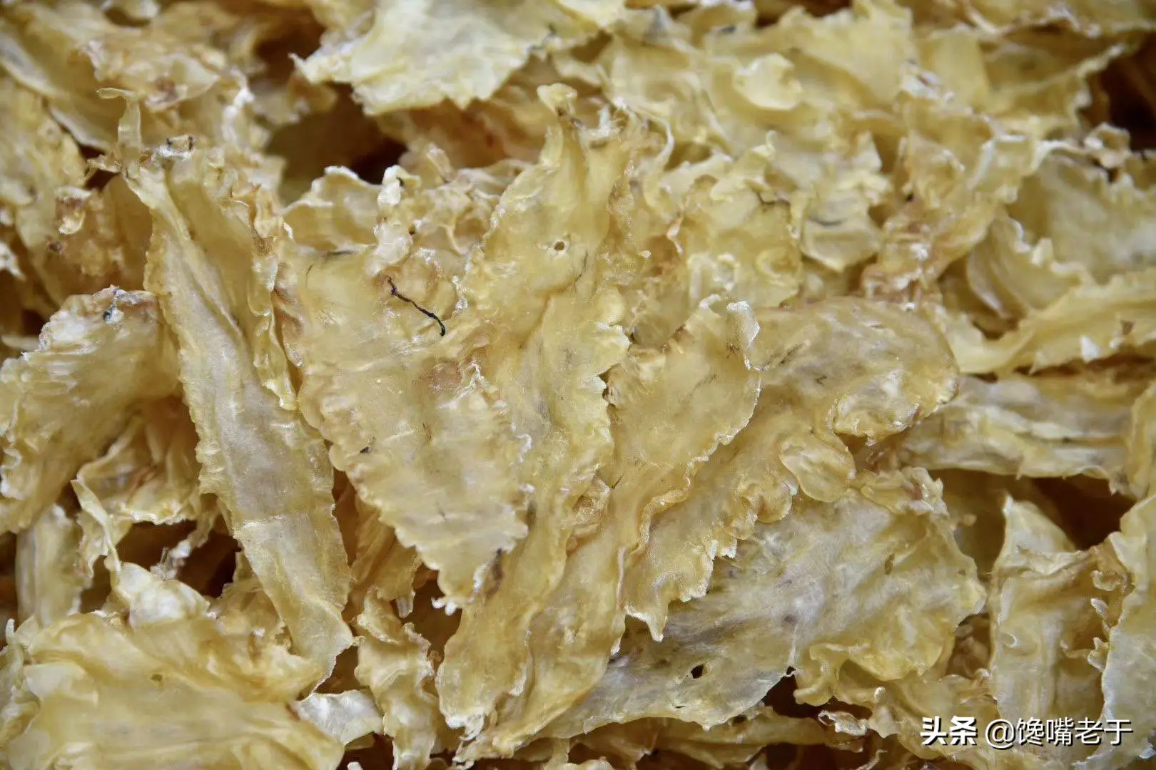 鱼鳔是鱼身上的哪个部位图解 鱼鳔是什么东西图片