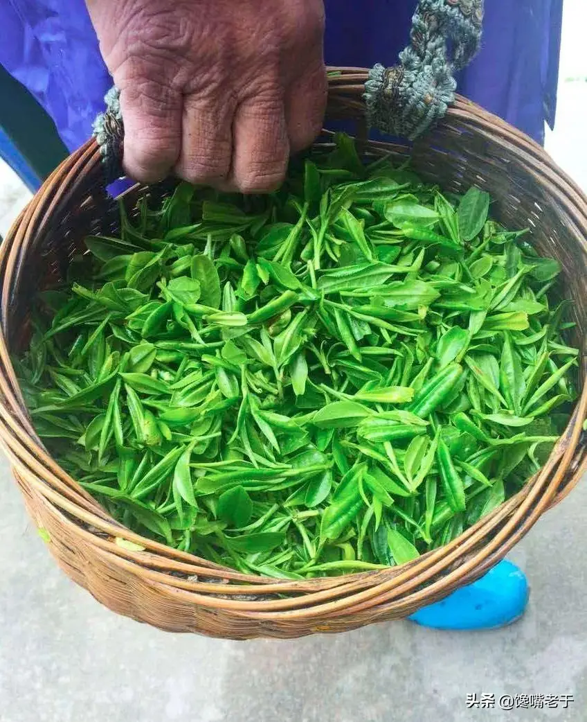 鱼鳔是鱼身上的哪个部位图解 鱼鳔是什么东西图片