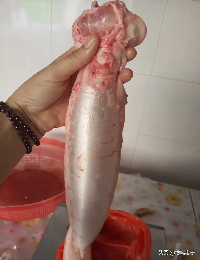 鱼鳔是鱼身上的哪个部位图解 鱼鳔是什么东西图片