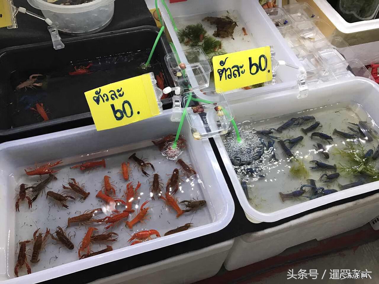 哪里买正宗的台湾罗盘 风水罗盘多少钱一个正品