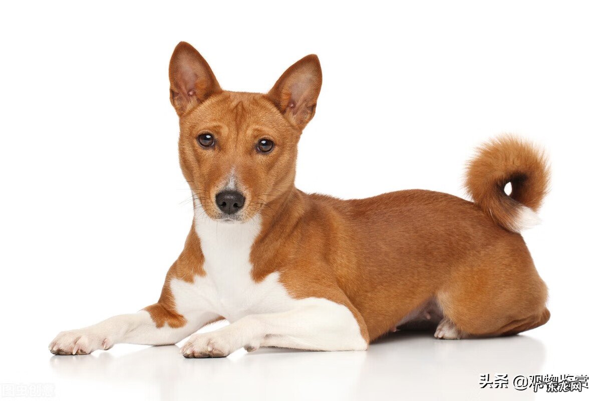 五爪狗风水 狗狗后腿六个脚趾风水