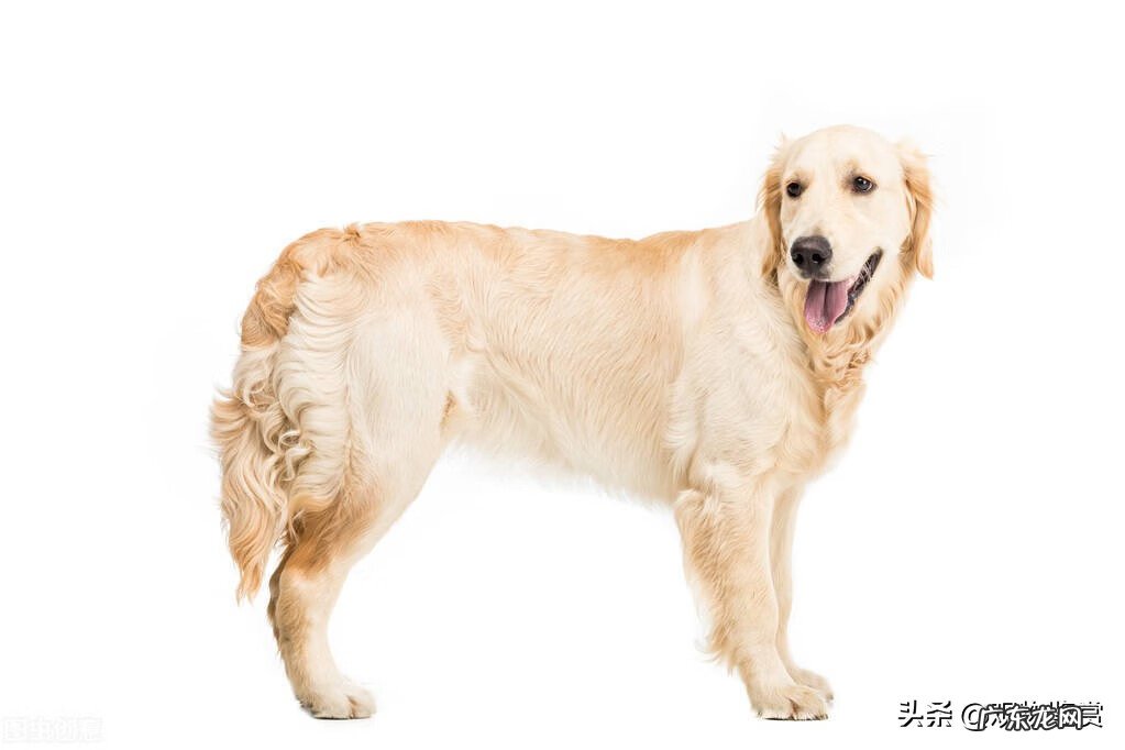 五爪狗风水 狗狗后腿六个脚趾风水