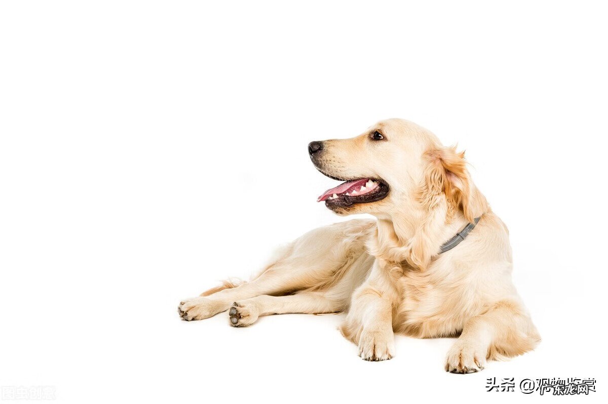 五爪狗风水 狗狗后腿六个脚趾风水