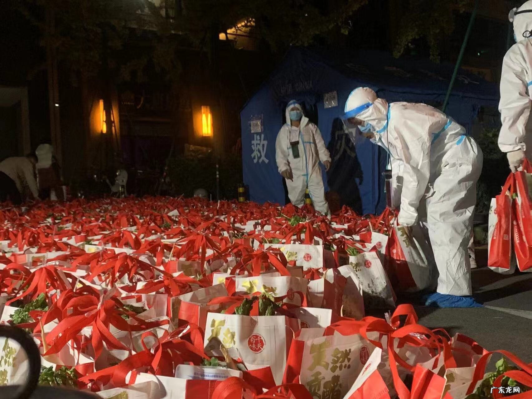 百合 夜百合什么意思