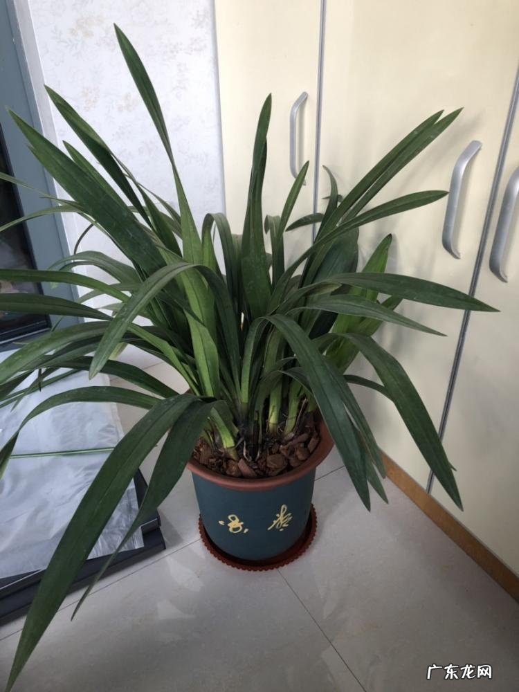 真正的万年青图片大全大图 有哪几种老虎花