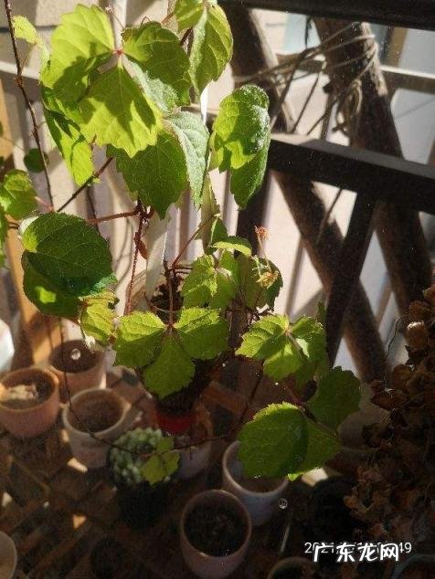 真正的万年青图片大全大图 有哪几种老虎花