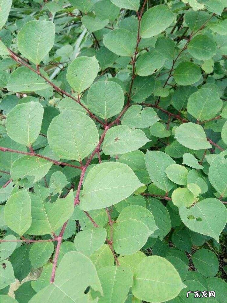 真正的万年青图片大全大图 有哪几种老虎花