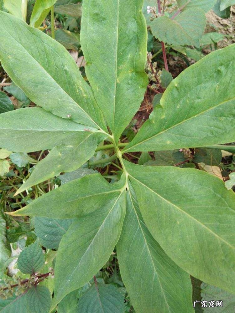 真正的万年青图片大全大图 有哪几种老虎花