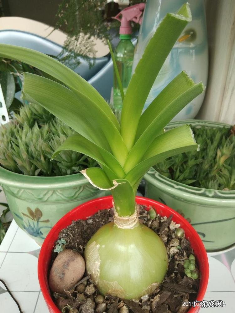 真正的万年青图片大全大图 有哪几种老虎花