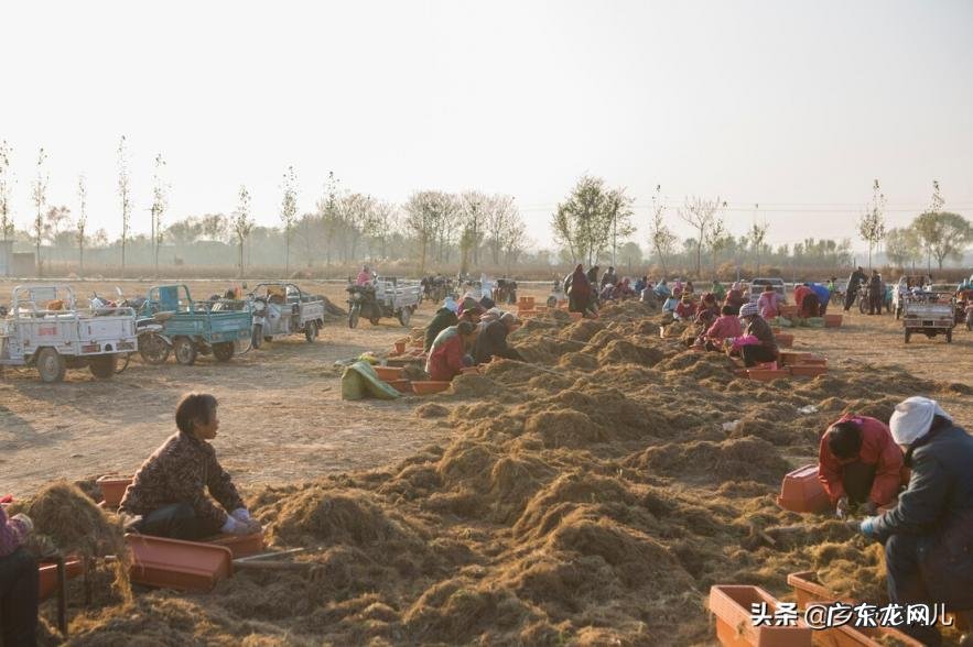 韭菜根怎么种法 怎样栽韭菜?