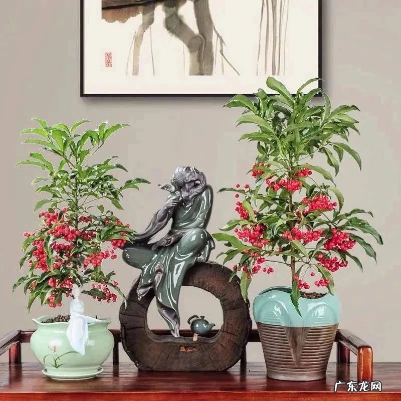 大金果 黄金果实