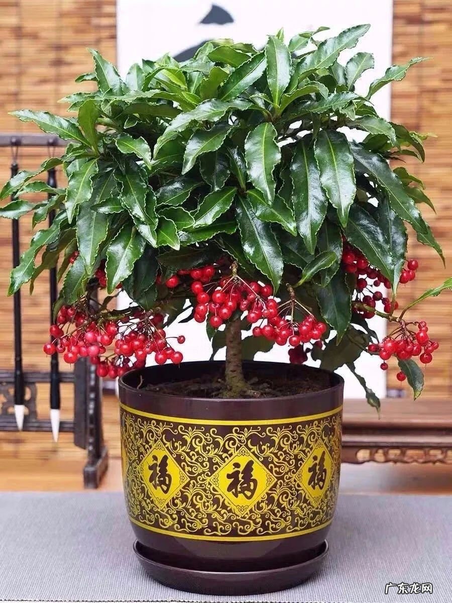 大金果 黄金果实