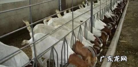 养羊怎么样 养羊的学问