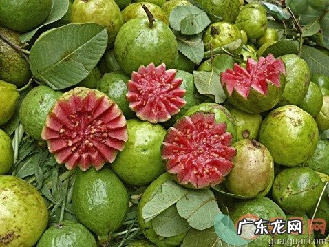 怀孕期能吃番石榴吗 高糖孕妇能吃番石榴吗