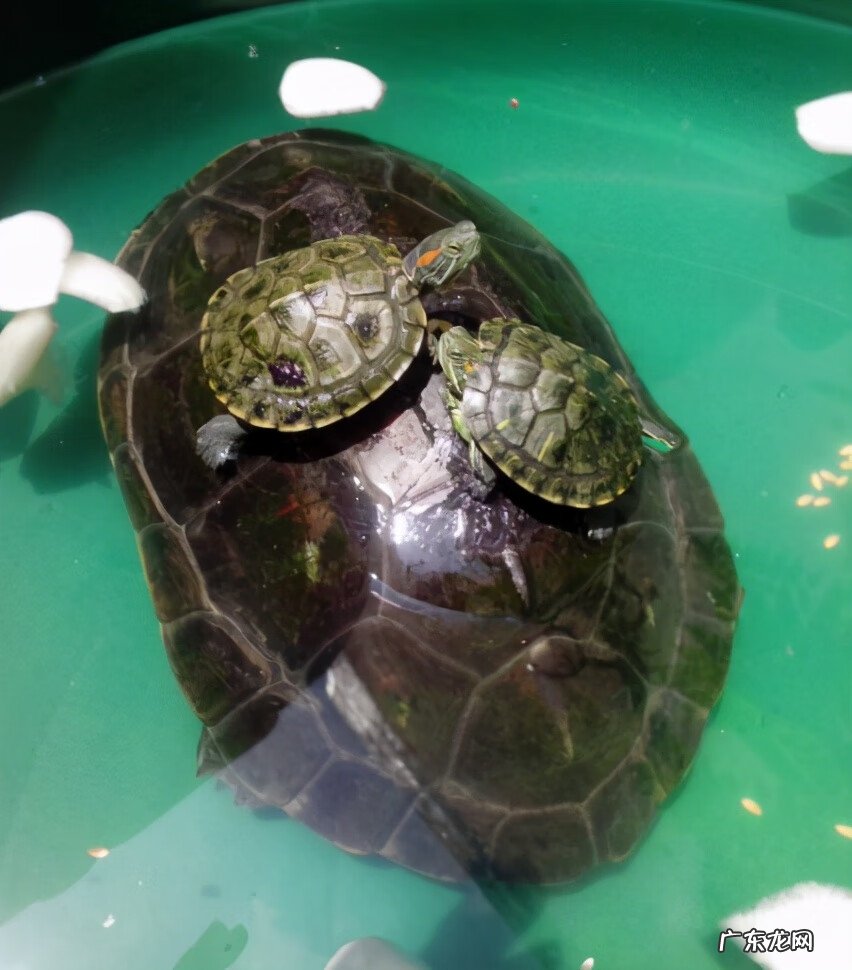 下山龟地风水 出水龟风水