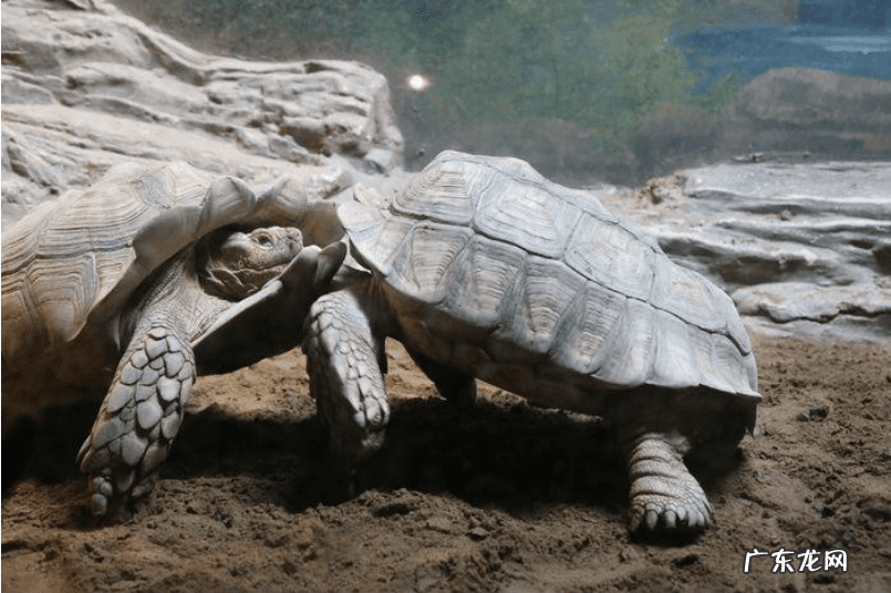 下山龟地风水 出水龟风水