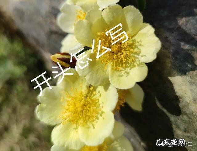 考研英语自我介绍8篇 考研英语自我介绍结尾