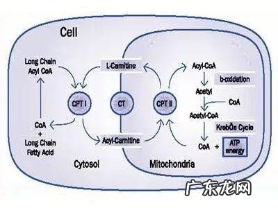 左旋肉碱和黑咖啡 左旋咖啡的作用