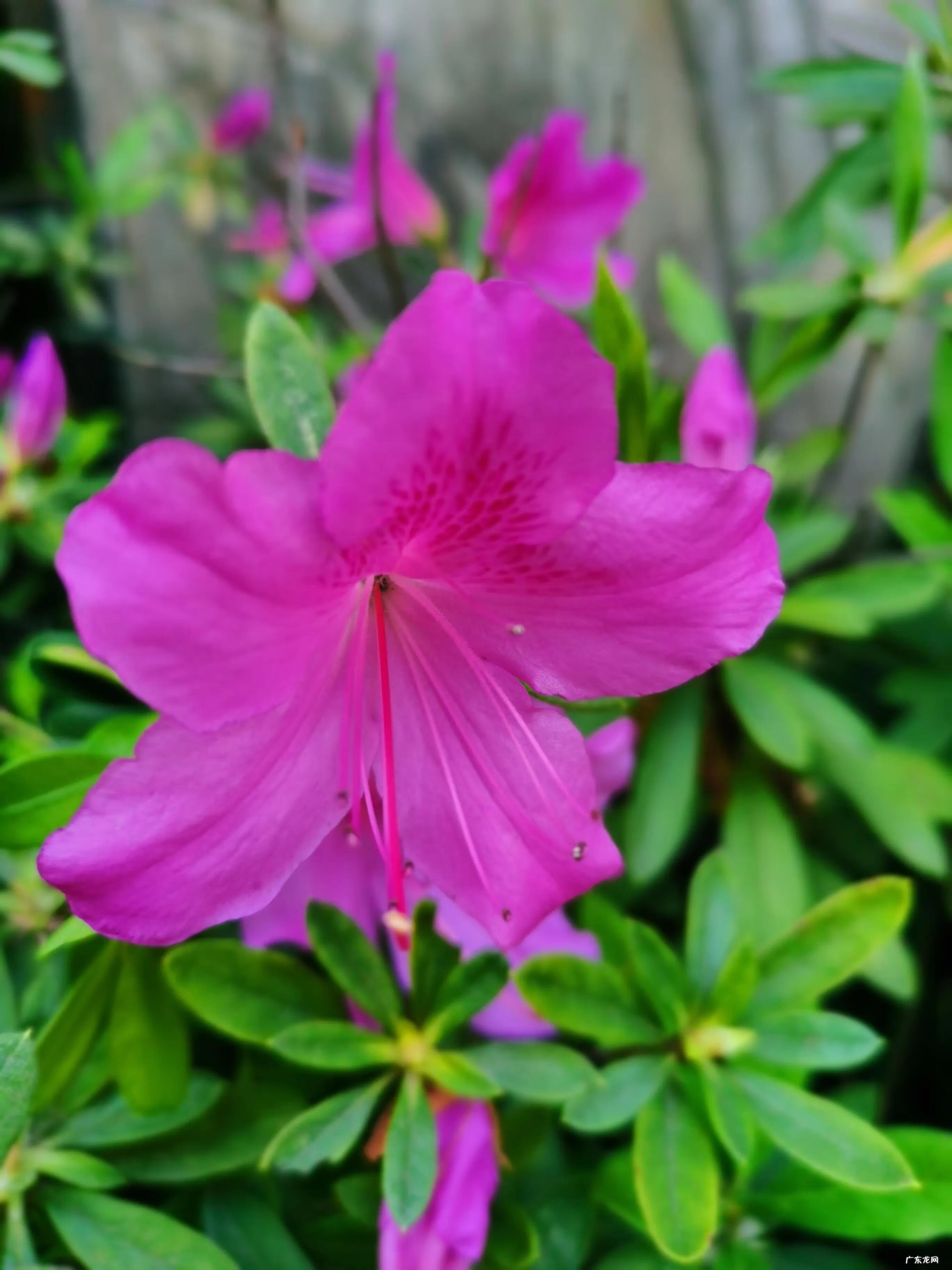 儿童识字大全免费 儿童识字启蒙