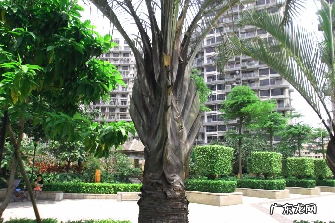 二狗的含义 二狗怎么看风水