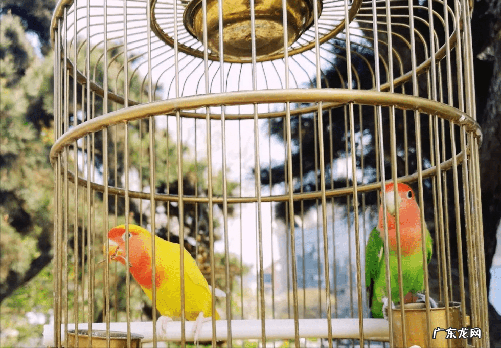 口周皮炎是怎么引起的 口周皮炎怎么引起的