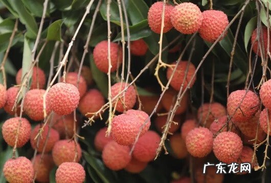 南沙黄阁医院 广东南沙黄阁麦氏风水