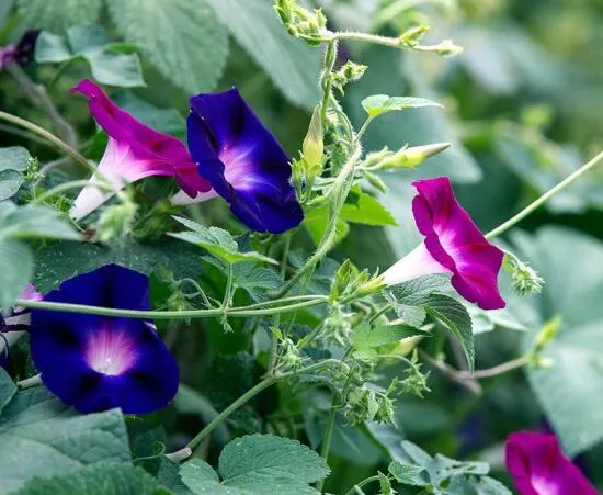 五龙绕柱什么意思 藤绕柱