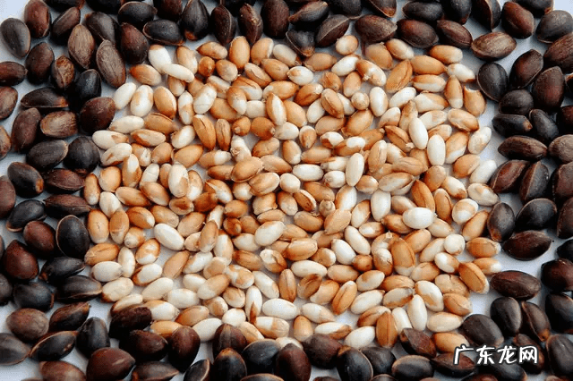 松子有什么作用和功效 松子的功效与作用禁忌