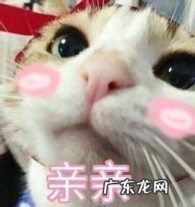 情侣之间开车表情包可爱 亲亲表情包可爱