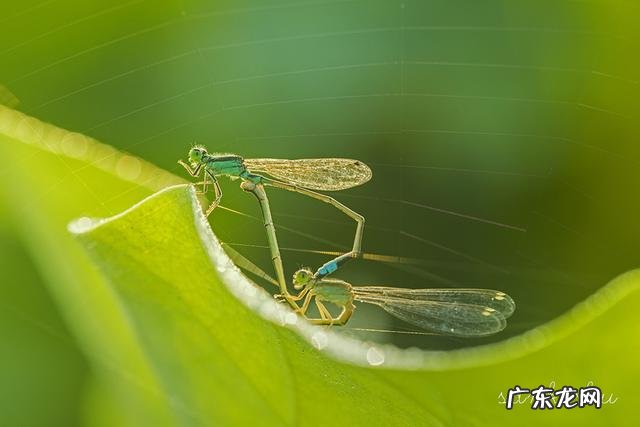 橡树摄影网-中国橡树摄影,优秀作品欣赏艺术字