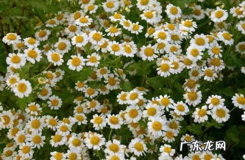 洋甘菊的作用与功效 洋甘菊的作用是什么