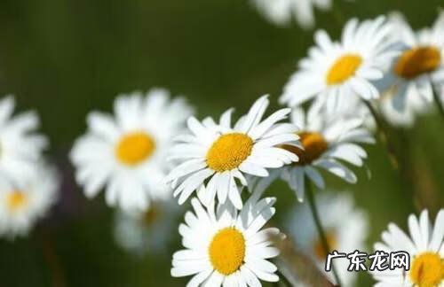 洋甘菊的作用与功效 洋甘菊的作用是什么