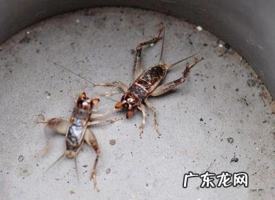 百年罕见的蟋蟀虫王图片 中华蟋蟀网论坛首页