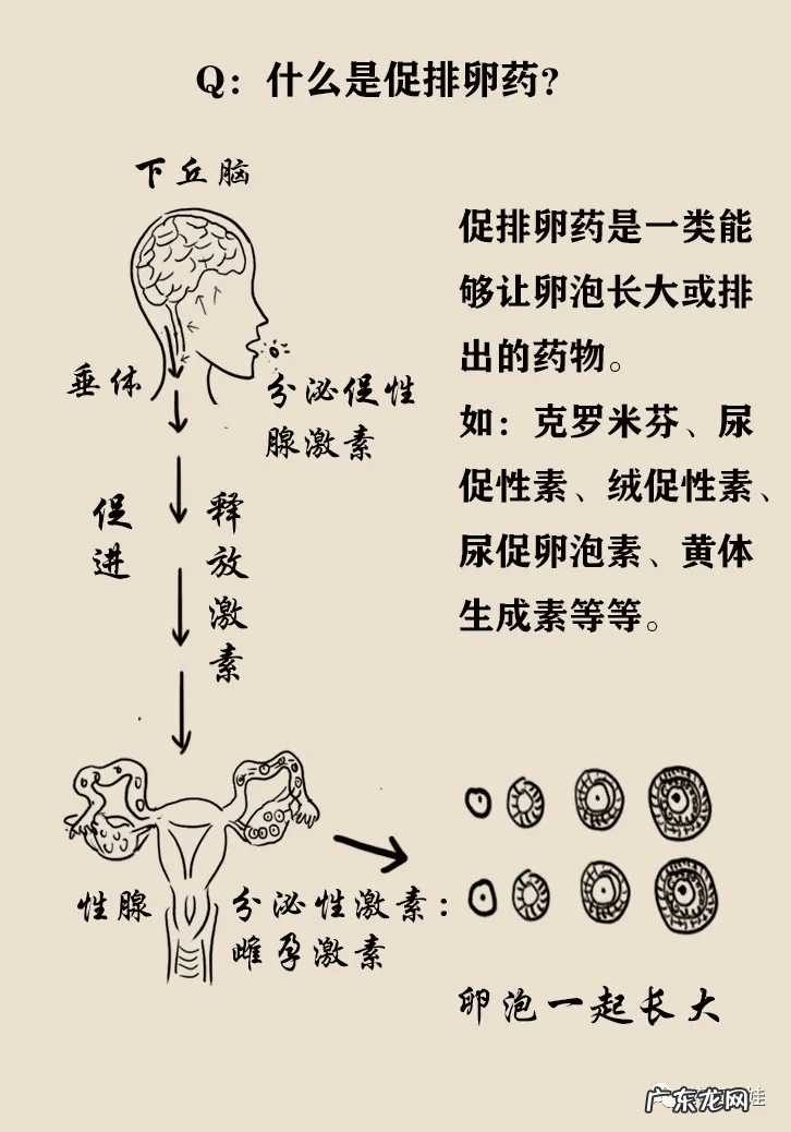 大安丸 多子丸价格