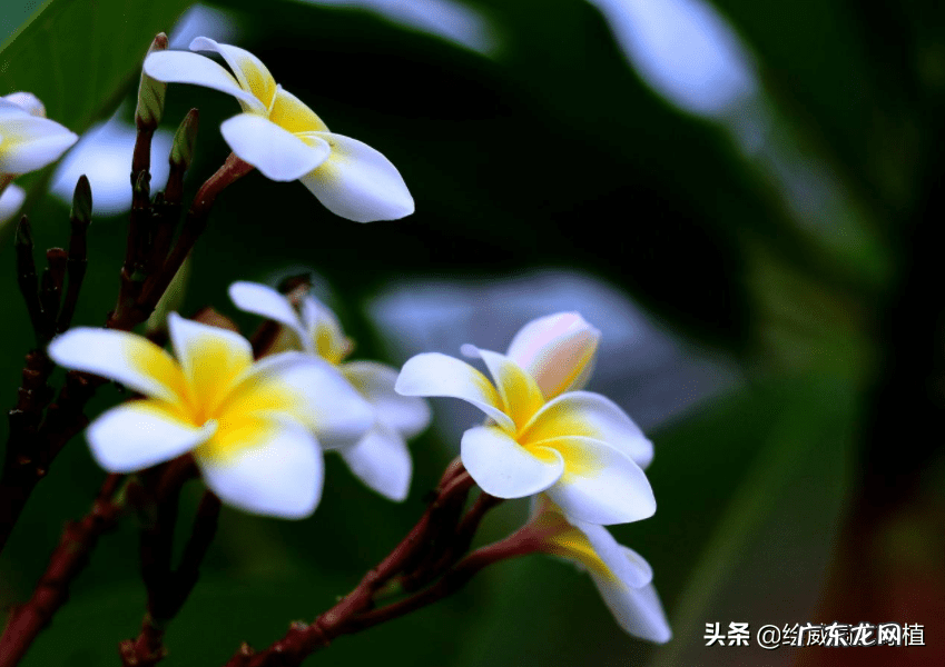 榆树风水禁忌 小叶榆树寓意风水